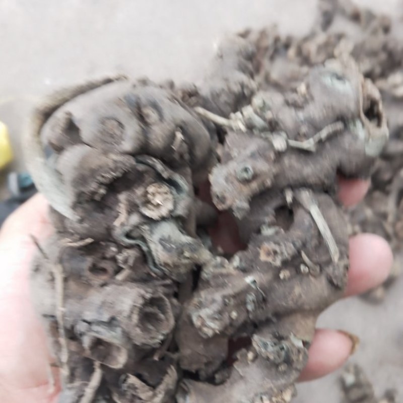 绿升麻