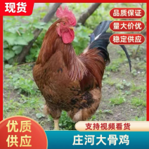 山西阳曲庄河大公鸡个大走地散养活鸡价格优惠