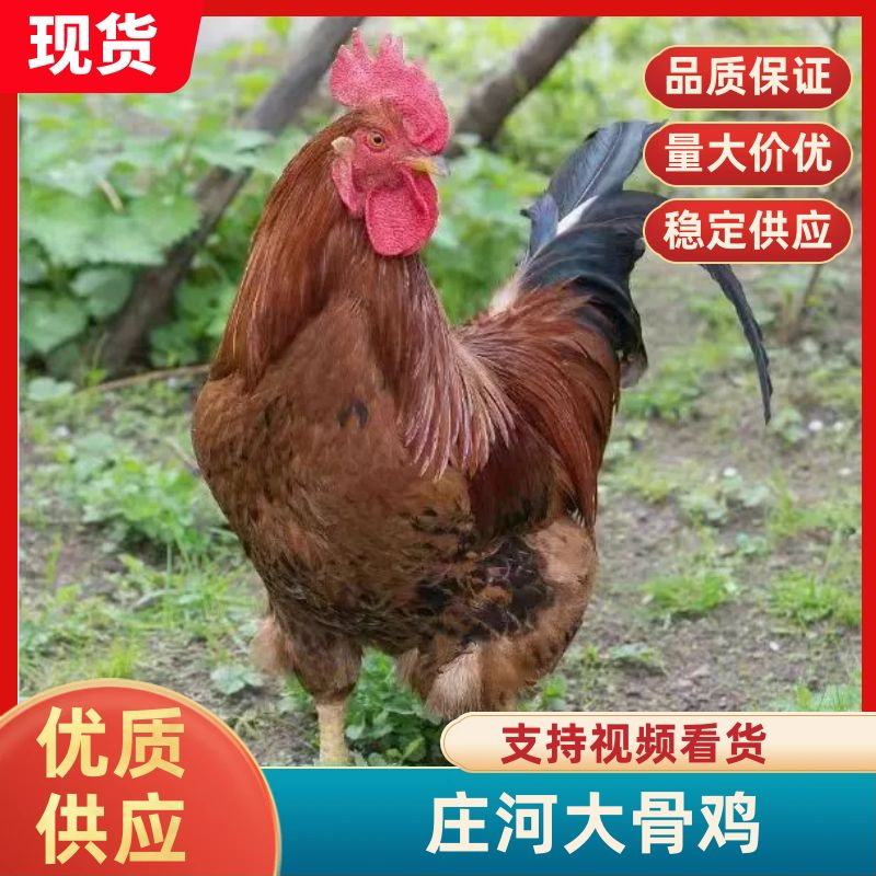 山西阳曲庄河大公鸡个大走地散养活鸡价格优惠