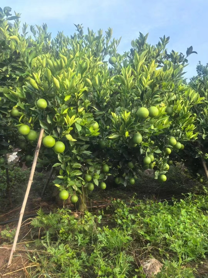 云南冰糖橙，汁多，口感甜，产地直发对接电商社区团购商超市