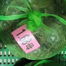 中母母蟹规格1.4-1.6青壳白底清水大闸蟹物美