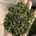 富硒白茶卷型