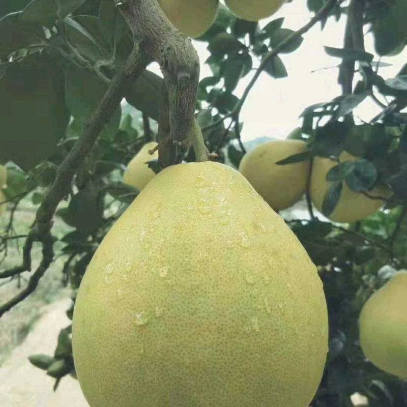冰糖柚子甜味好一手货源充足质量有保障高山好货