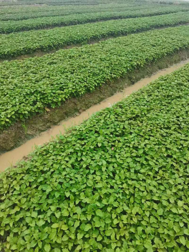 广藿香种苗基地直供全国发货