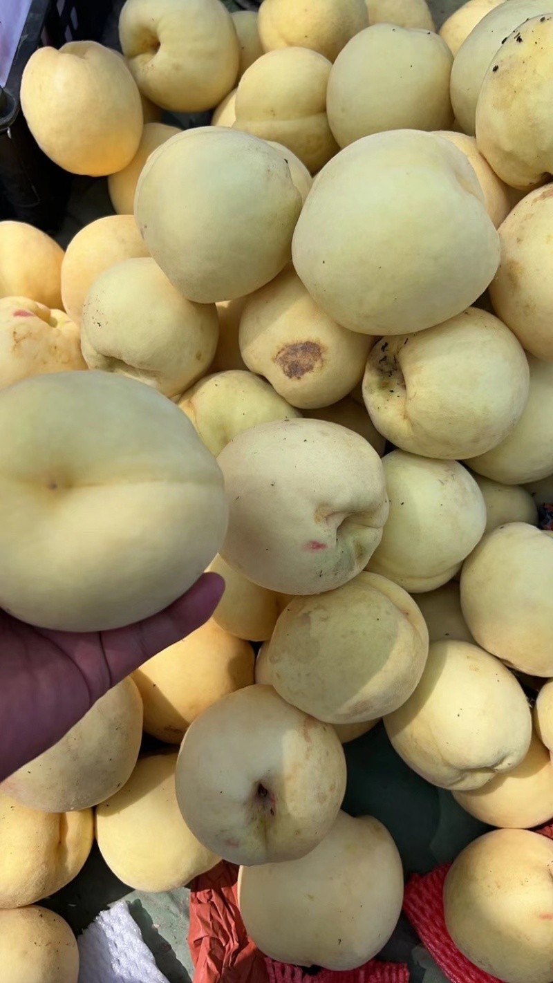 白桃金秋红蜜