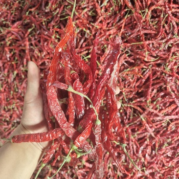东北二荆条干辣椒，干辣椒精品高质量大量有货一手货源