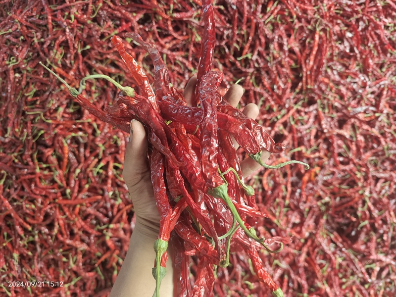 东北二荆条干辣椒，干辣椒精品高质量大量有货一手货源