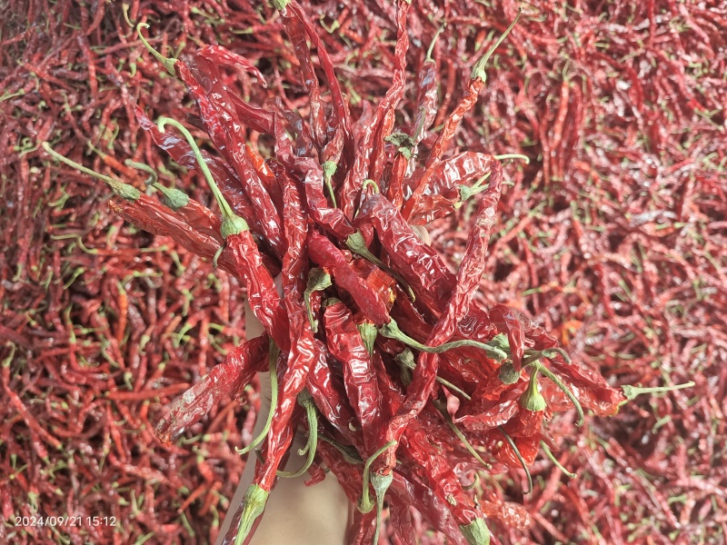 东北二荆条干辣椒，干辣椒精品高质量大量有货一手货源