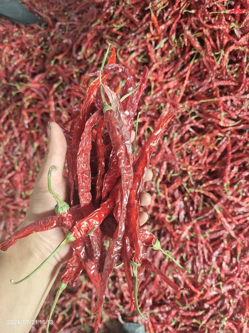 东北二荆条干辣椒，干辣椒精品高质量大量有货一手货源