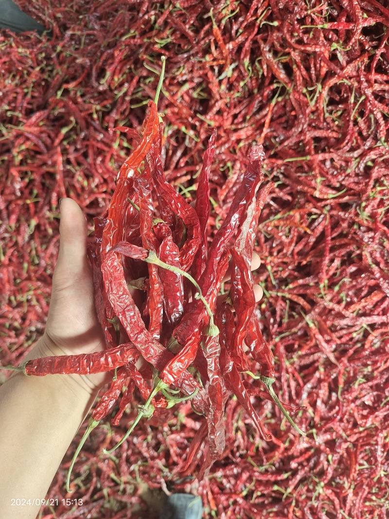 东北二荆条干辣椒，干辣椒精品高质量大量有货一手货源