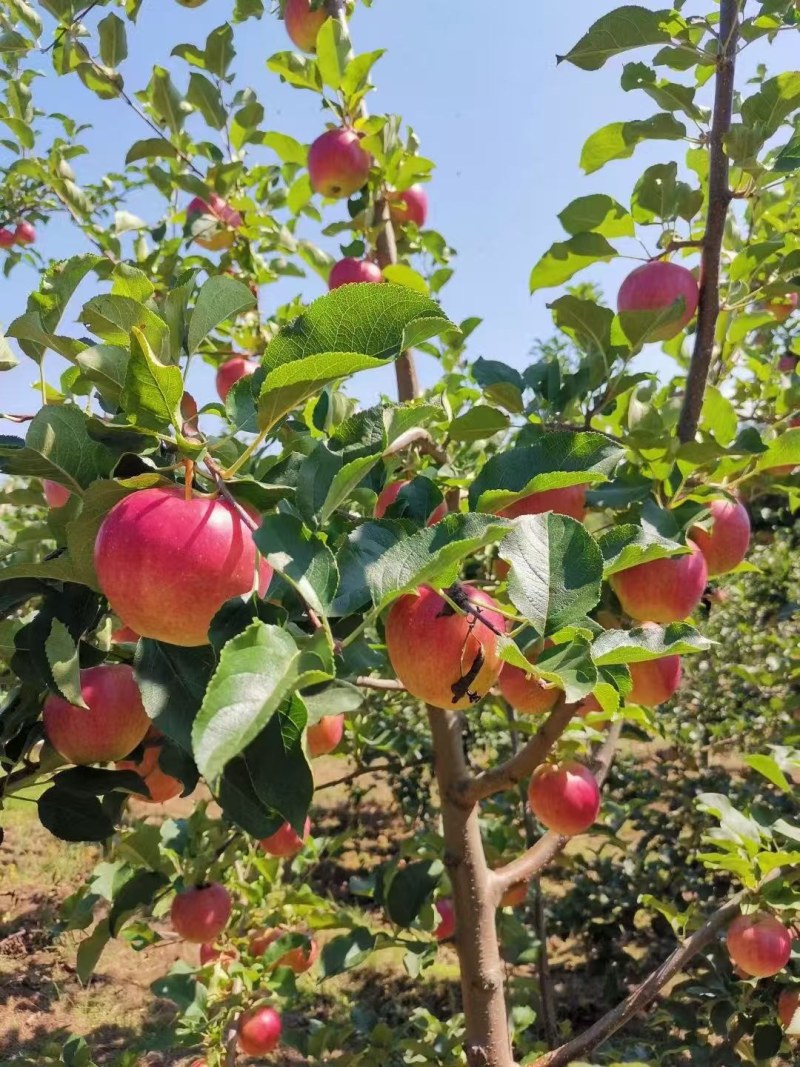 奎苹，苹果