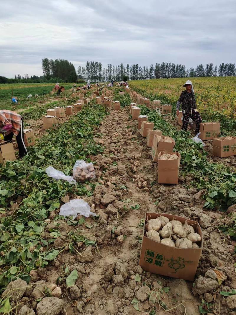 【湖北豆薯地瓜凉薯沙葛】大量上市产地一手货源