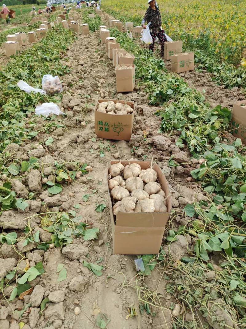 【湖北豆薯地瓜凉薯沙葛】大量上市产地一手货源