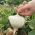 【湖北豆薯地瓜凉薯沙葛】大量上市产地一手货源