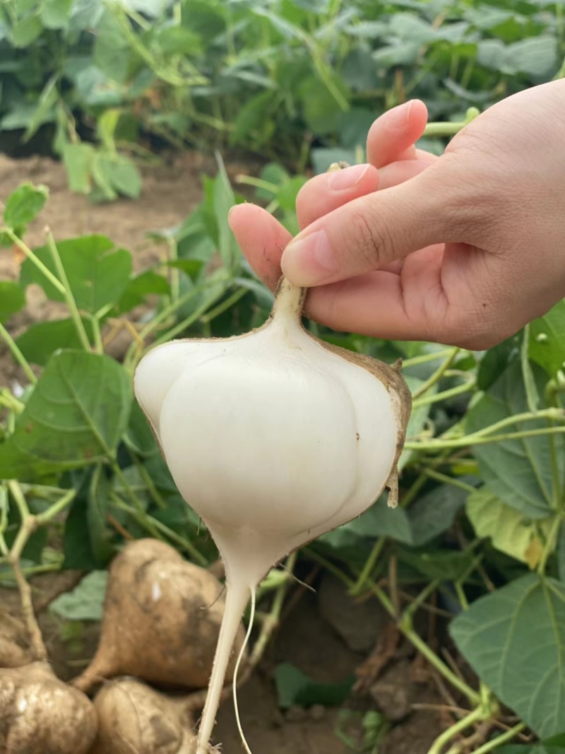 【湖北豆薯地瓜凉薯沙葛】大量上市产地一手货源