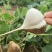 【湖北豆薯地瓜凉薯沙葛】大量上市产地一手货源