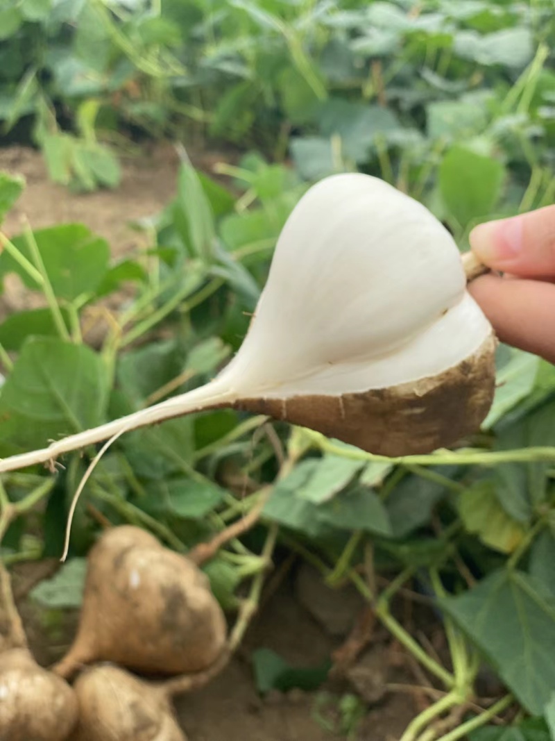 【湖北豆薯地瓜凉薯沙葛】大量上市产地一手货源