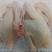 主营文昌鸡，每天新鲜屠宰1.0-1.9kg规格都有货