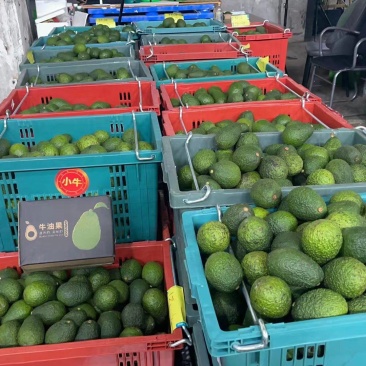 批发云南哈斯牛油果孕妇果营养丰富量大从优