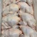 主营文昌鸡，每天新鲜屠宰1.0-1.9kg规格都有货