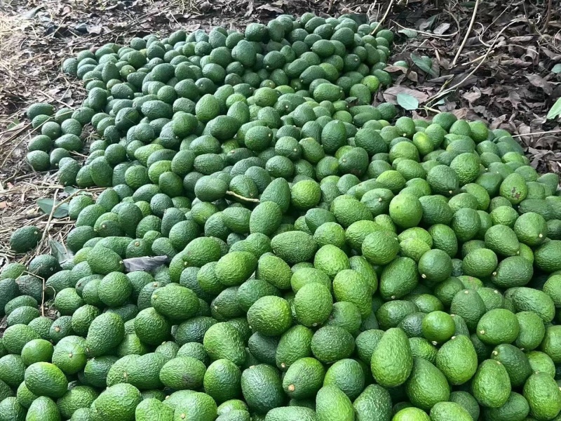 批发云南哈斯牛油果孕妇果营养丰富量大从优