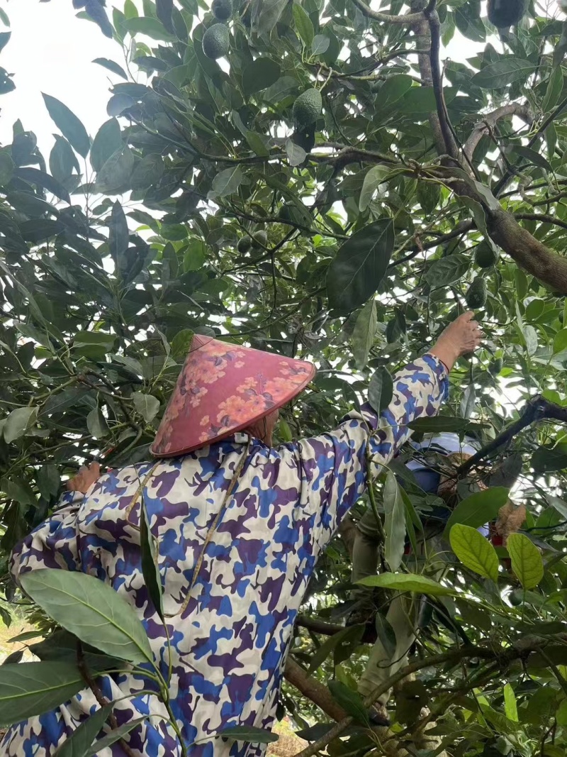 批发云南哈斯牛油果孕妇果营养丰富量大从优