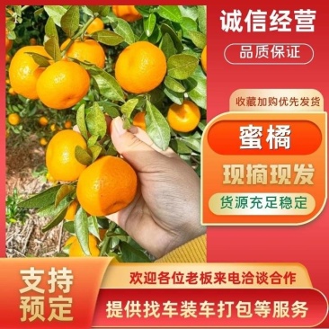 湖北蜜桔柑橘小叶桔皮薄多汁,对接出口批发市场商超
