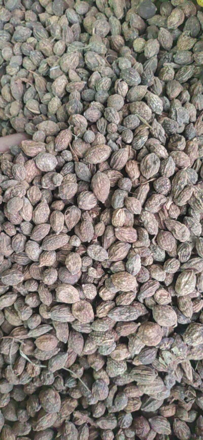 海南益智仁陈货，纯正，足干，颗粒大饱满，无杂质，无硫，