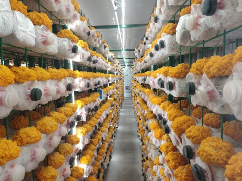 精品金耳黄金耳货量大品质保证产地直发新鲜金耳