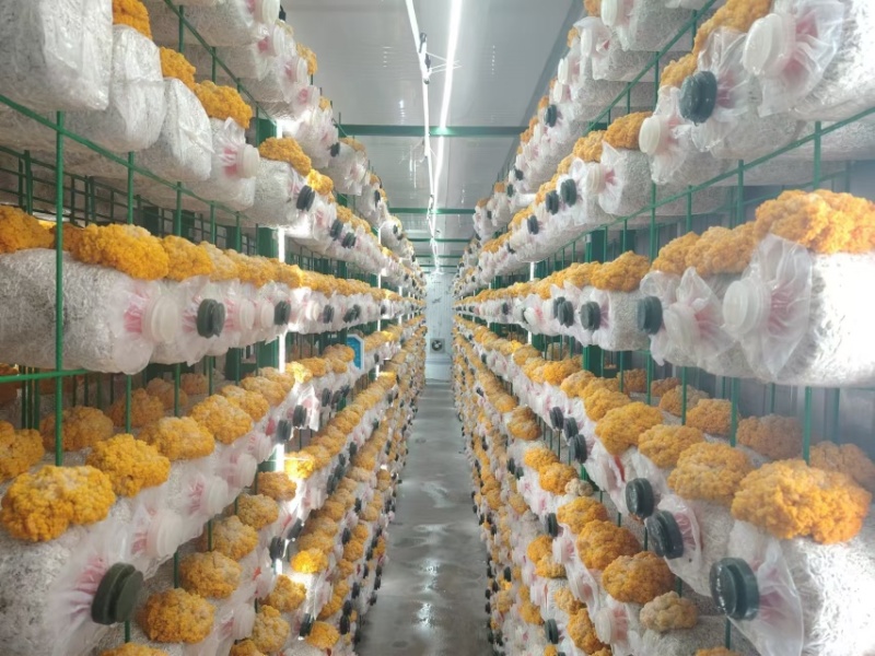 精品金耳黄金耳货量大品质保证产地直发新鲜金耳