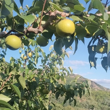 绥中精品花梨盖