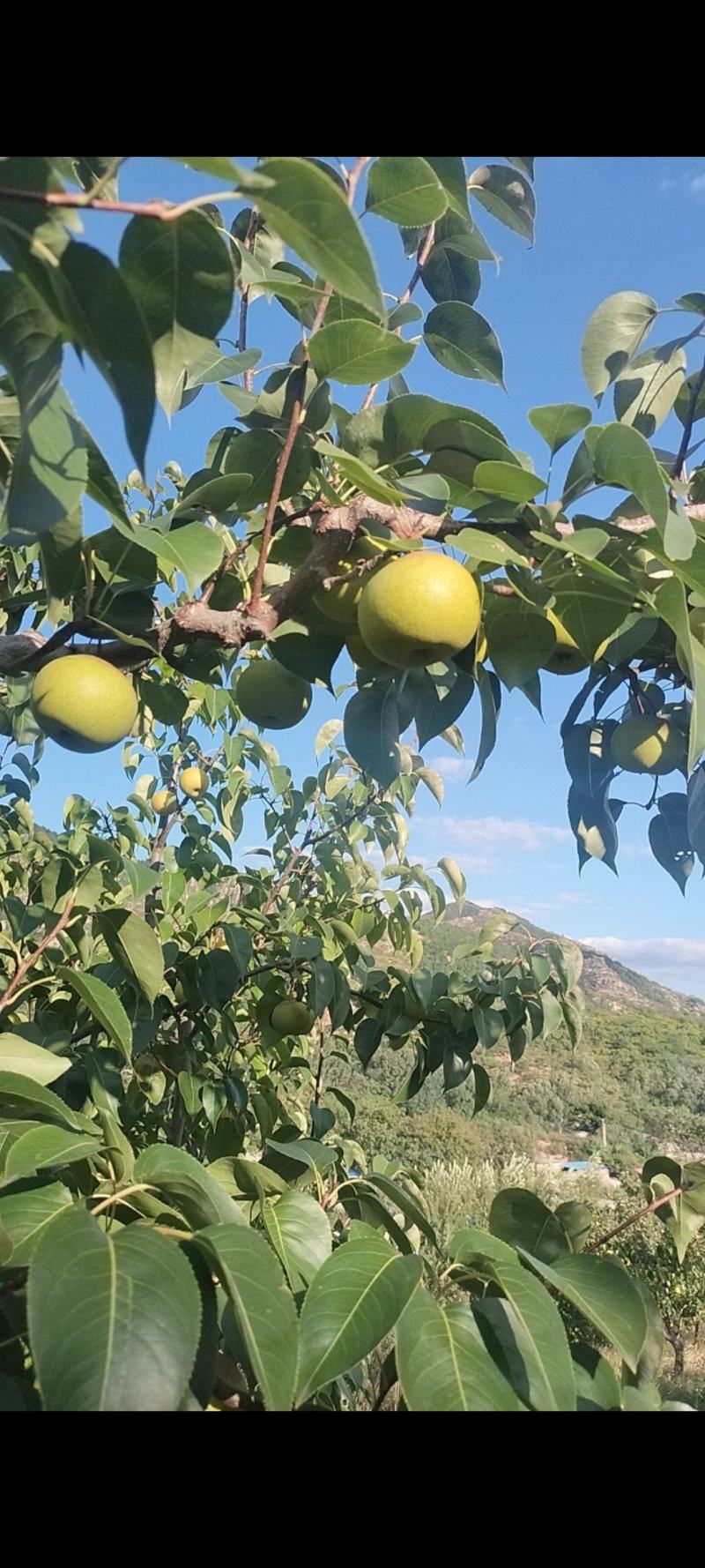 绥中精品花梨盖