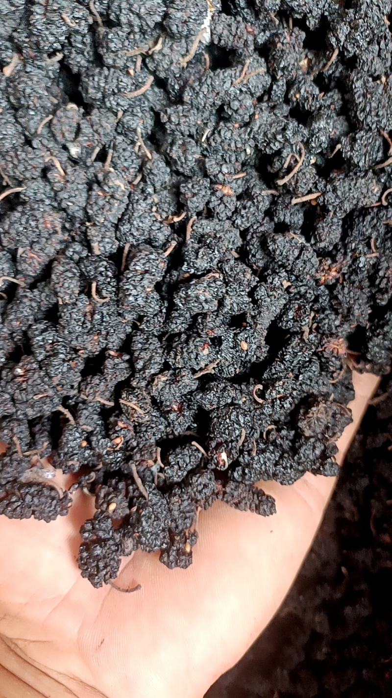 桑葚干甩卖，食用，电商，实体店，特产店都可以