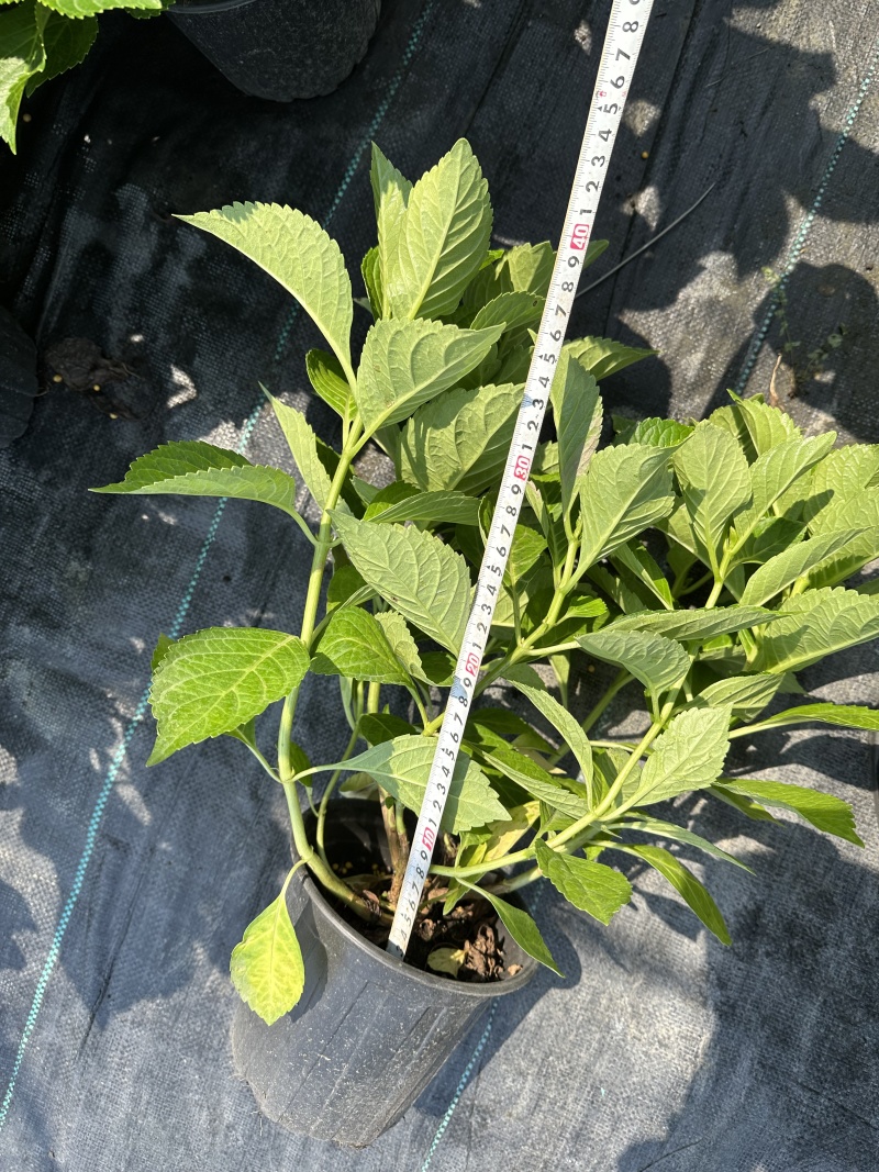 品种绣球无尽夏绣球花1加仑现货处理价格低