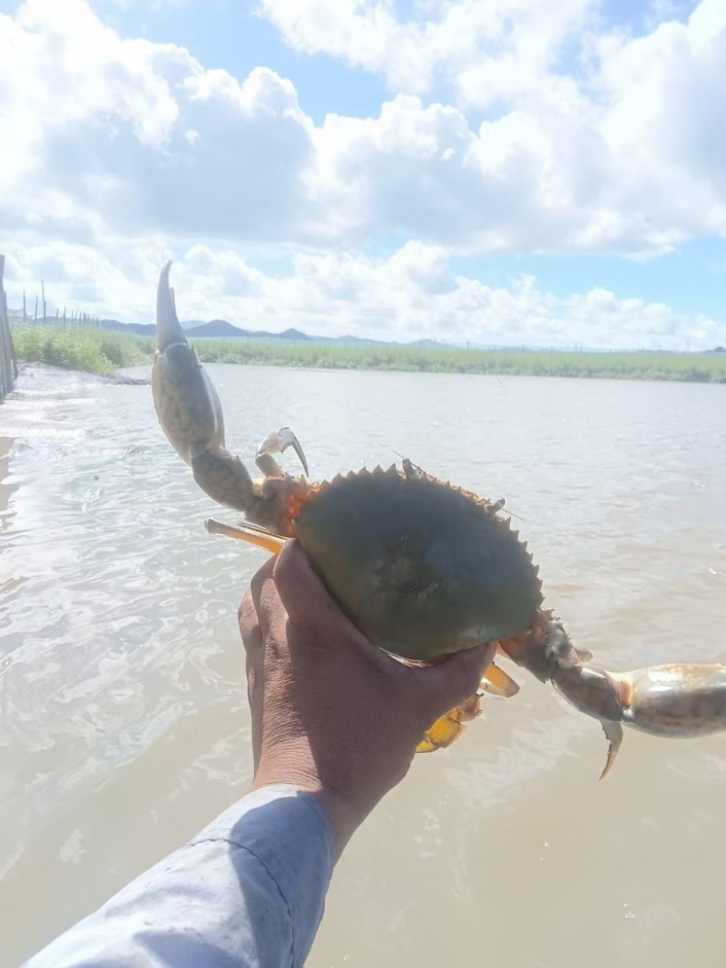满膏黄油蟹