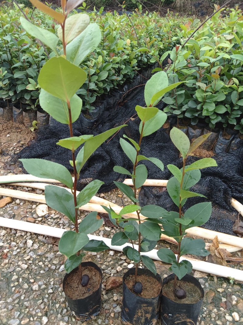 白花油茶油茶苗基地直发提供技术指导量大优惠