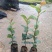 白花油茶油茶苗基地直发提供技术指导量大优惠