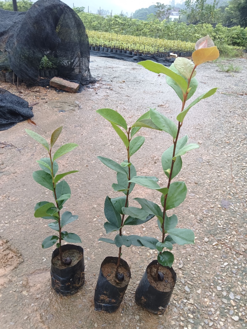 白花油茶油茶苗基地直发提供技术指导量大优惠
