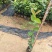 白花油茶油茶苗基地直发提供技术指导量大优惠