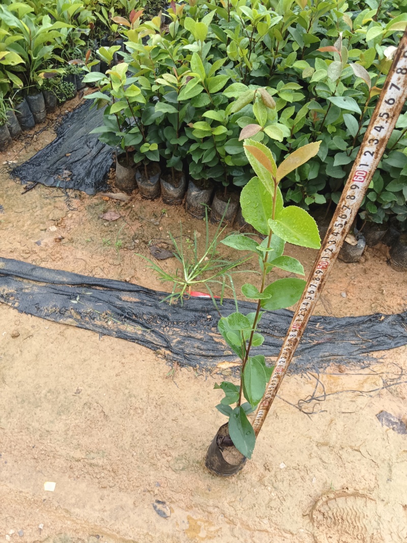 白花油茶油茶苗基地直发提供技术指导量大优惠