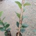白花油茶油茶苗基地直发提供技术指导量大优惠