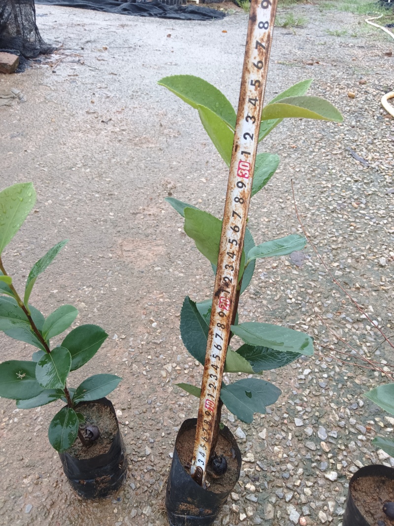 白花油茶油茶苗基地直发提供技术指导量大优惠