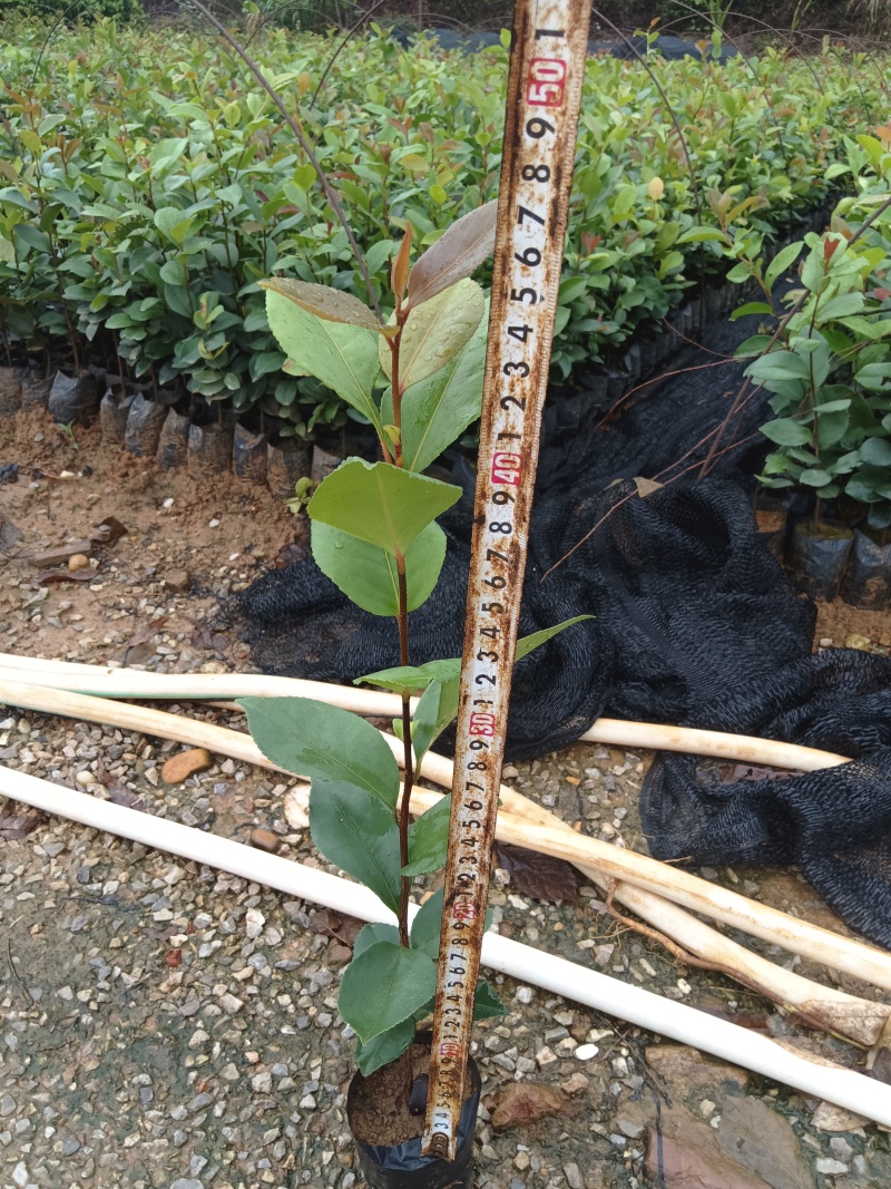 白花油茶油茶苗基地直发提供技术指导量大优惠
