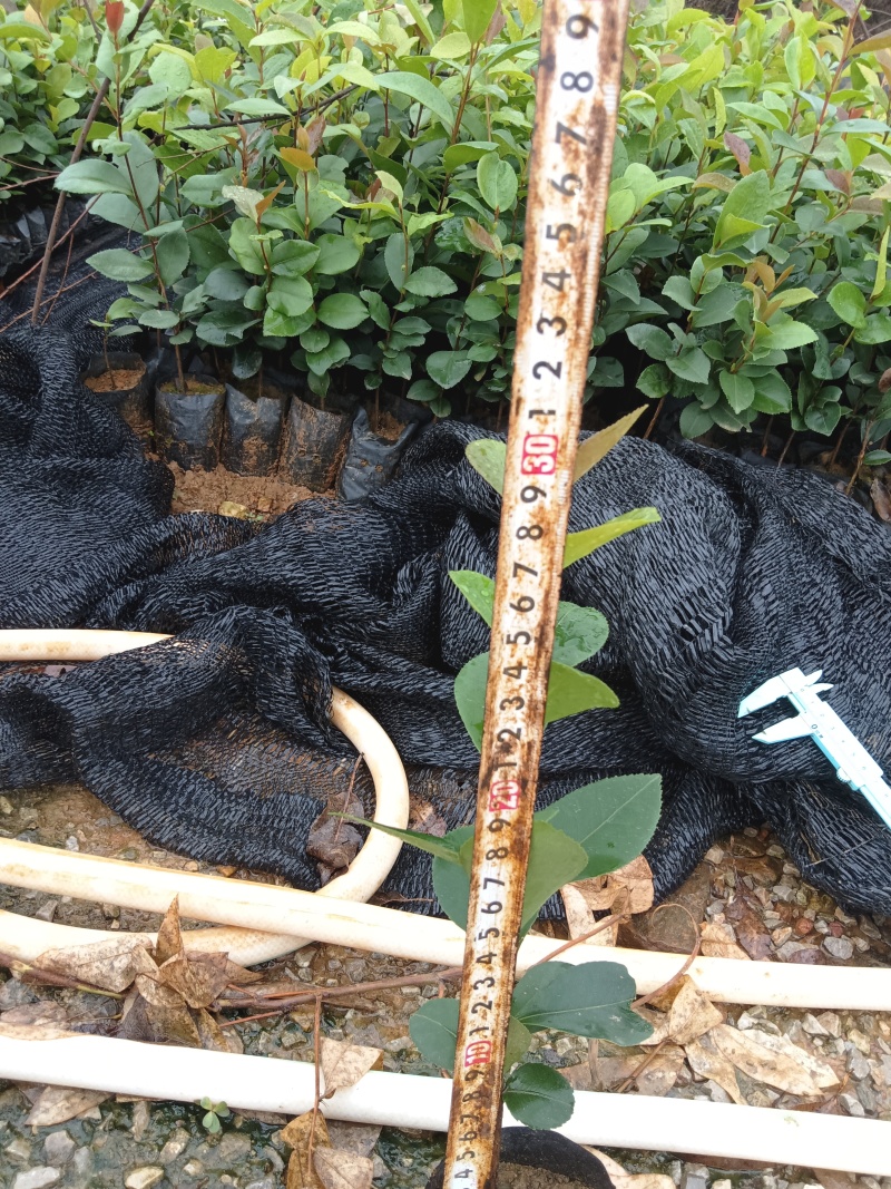 白花油茶油茶苗基地直发提供技术指导量大优惠