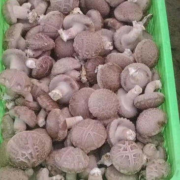 精品香菇上市，鲜香菇量大质优可发全国市场可视频看货