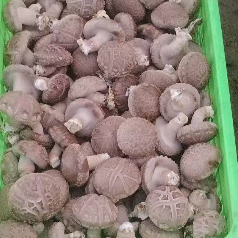 精品香菇上市，鲜香菇量大质优可发全国市场可视频看货