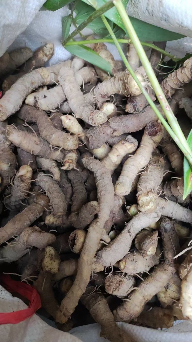 玉竹精品玉竹