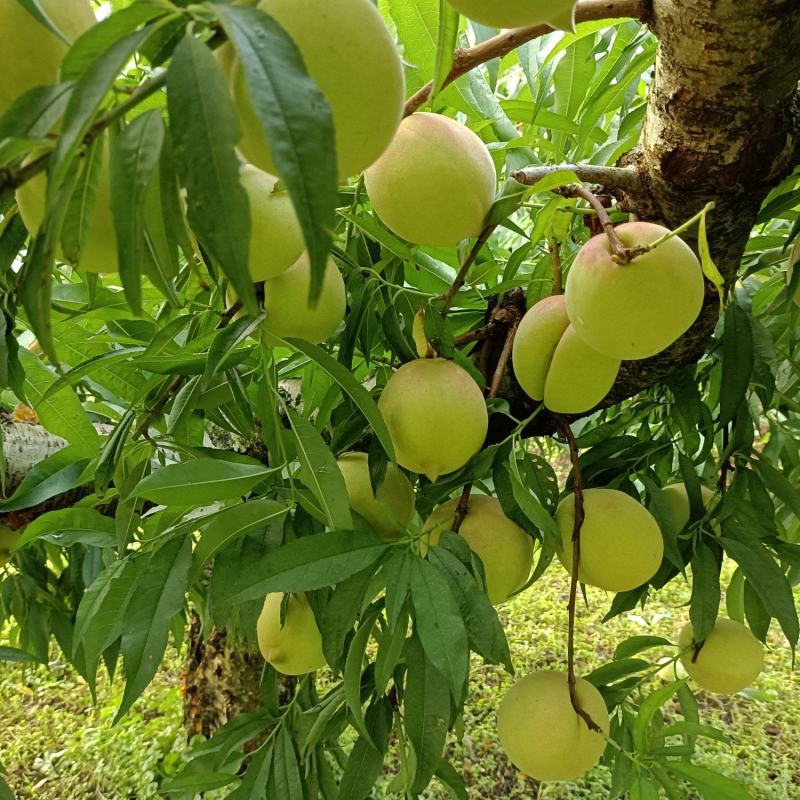 广东省连平鹰嘴桃树苗蜜桃苗，红花嫁接苗，顺丰包邮，