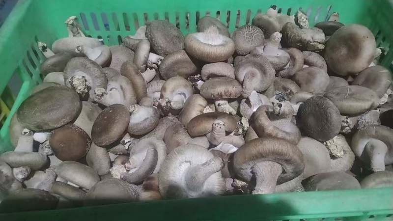 精品香菇上市，鲜香菇量大质优可发全国市场可视频看货