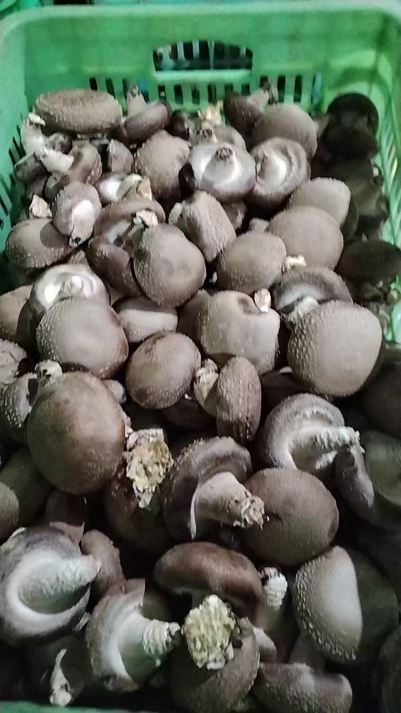 精品香菇上市，鲜香菇量大质优可发全国市场可视频看货